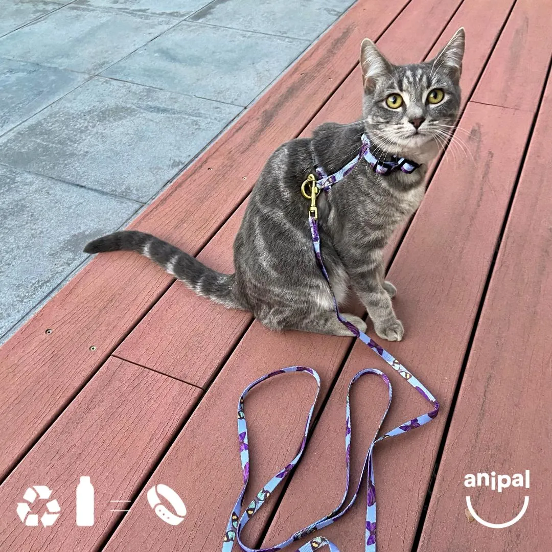 Anipal Bobby the Butterfly Recycled Cat Harness and Lead Extra Small***