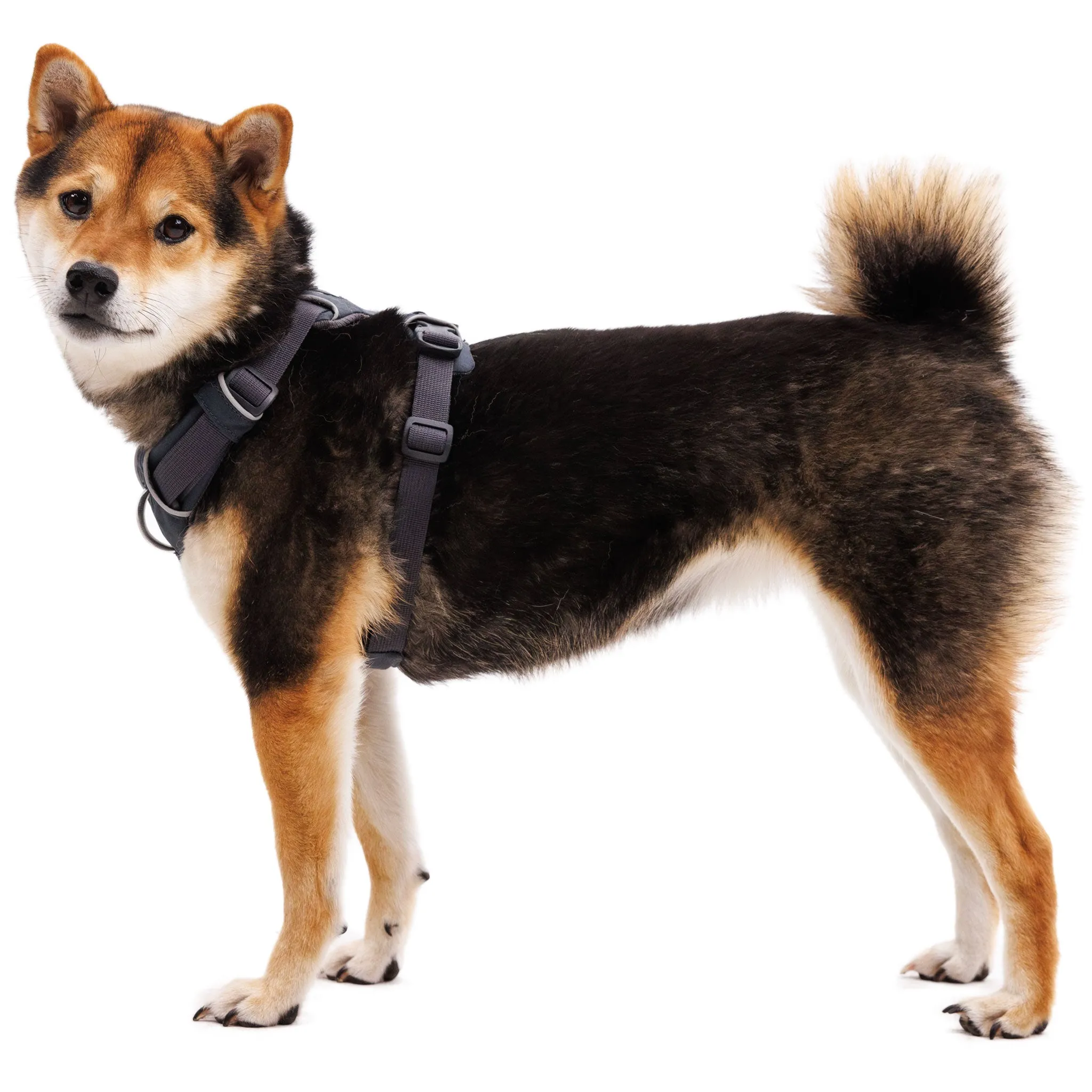 Ruffwear Front Range Harness - Basalt Gray