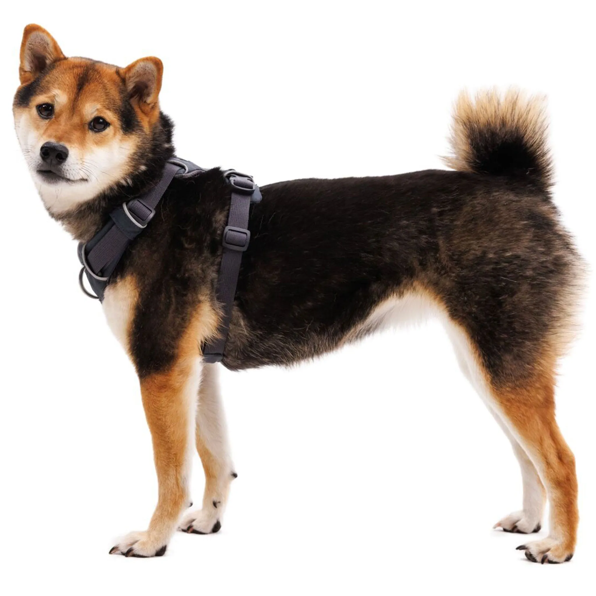 Ruffwear Hi & Light Harness - Basalt Gray